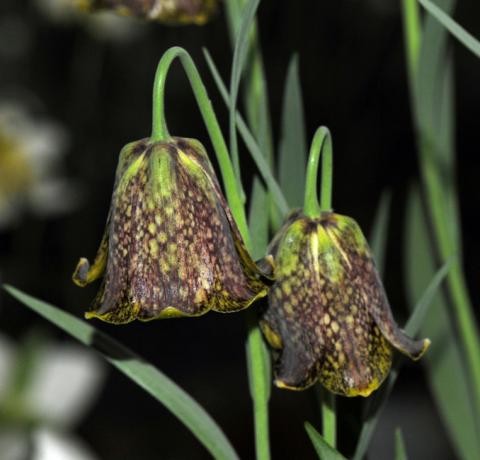 Fritillaria pyrenaica North American Rock Garden Society